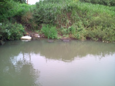 プロショップオオツカ バスフィッシング用品ネット通信販売 ブログ写真 2010/07/14