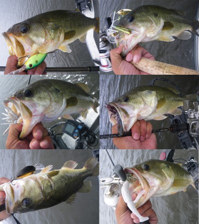 プロショップオオツカ バスフィッシング用品ネット通信販売 ブログ写真 2010/07/16