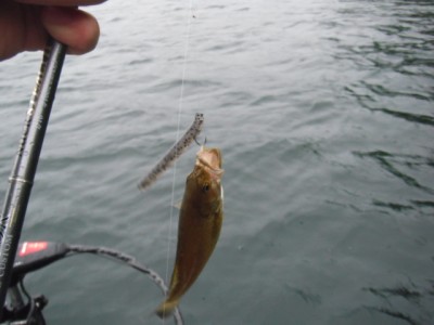 プロショップオオツカ バスフィッシング用品ネット通信販売 ブログ写真 2010/07/17