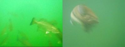 プロショップオオツカ バスフィッシング用品ネット通信販売 ブログ写真 2010/07/21