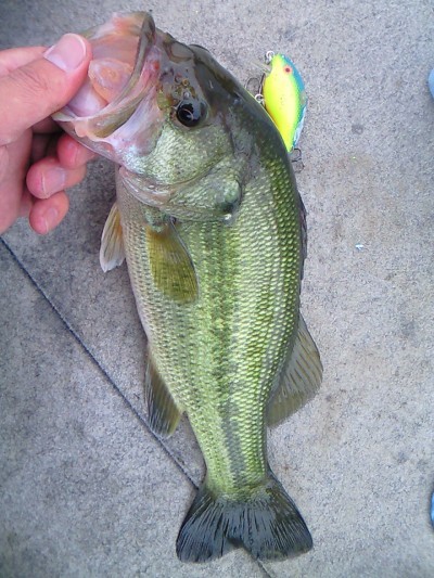 プロショップオオツカ バスフィッシング用品ネット通信販売 ブログ写真 2010/07/23