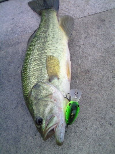 プロショップオオツカ バスフィッシング用品ネット通信販売 ブログ写真 2010/07/23