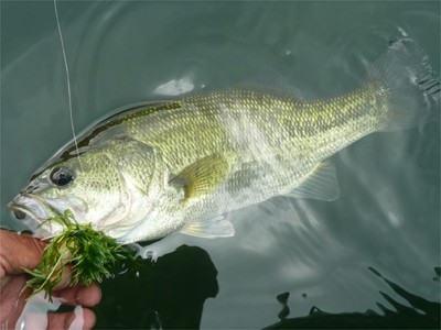 プロショップオオツカ バスフィッシング用品ネット通信販売 ブログ写真 2010/09/18