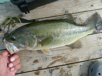 プロショップオオツカ バスフィッシング用品ネット通信販売 ブログ写真 2010/09/18