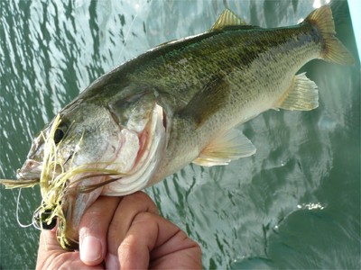 プロショップオオツカ バスフィッシング用品ネット通信販売 ブログ写真 2010/09/18