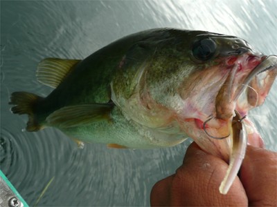 プロショップオオツカ バスフィッシング用品ネット通信販売 ブログ写真 2010/09/18