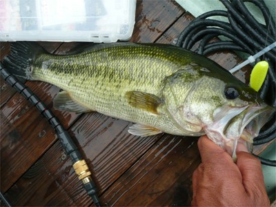 プロショップオオツカ バスフィッシング用品ネット通信販売 ブログ写真 2010/09/18