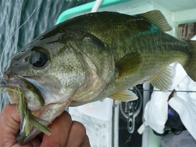 プロショップオオツカ バスフィッシング用品ネット通信販売 ブログ写真 2010/09/18