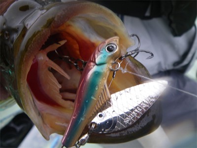 プロショップオオツカ バスフィッシング用品ネット通信販売 ブログ写真 2010/10/01