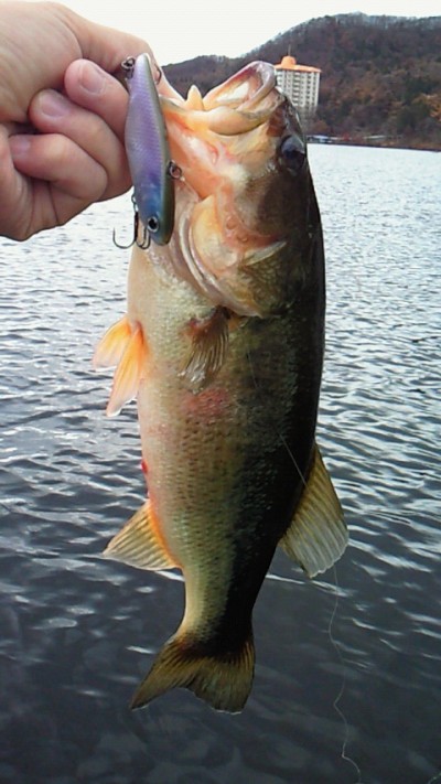 プロショップオオツカ バスフィッシング用品ネット通信販売 ブログ写真 2010/11/15