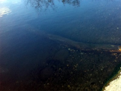 プロショップオオツカ バスフィッシング用品ネット通信販売 ブログ写真 2011/01/19