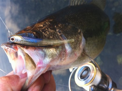 プロショップオオツカ バスフィッシング用品ネット通信販売 ブログ写真 2011/01/19