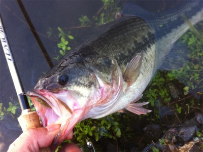 プロショップオオツカ バスフィッシング用品ネット通信販売 ブログ写真 2011/01/19