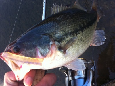 プロショップオオツカ バスフィッシング用品ネット通信販売 ブログ写真 2011/01/19