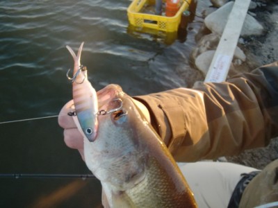 プロショップオオツカ バスフィッシング用品ネット通信販売 ブログ写真 2011/01/21