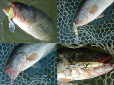 プロショップオオツカ バスフィッシング用品ネット通信販売 ブログ写真 2011/01/26