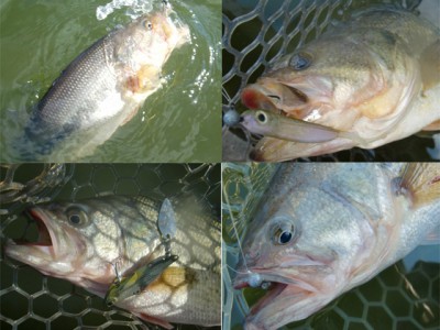 プロショップオオツカ バスフィッシング用品ネット通信販売 ブログ写真 2011/01/26