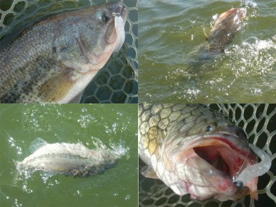 プロショップオオツカ バスフィッシング用品ネット通信販売 ブログ写真 2011/03/03