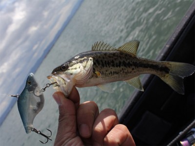 プロショップオオツカ バスフィッシング用品ネット通信販売 ブログ写真 2011/03/03