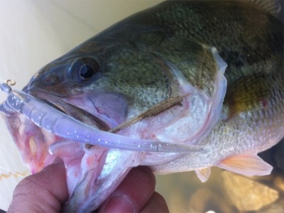 プロショップオオツカ バスフィッシング用品ネット通信販売 ブログ写真 2011/04/09