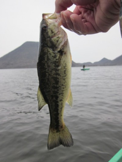 プロショップオオツカ バスフィッシング用品ネット通信販売 ブログ写真 2011/04/28