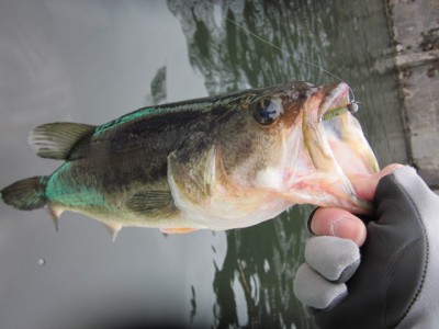 プロショップオオツカ バスフィッシング用品ネット通信販売 ブログ写真 2011/04/28