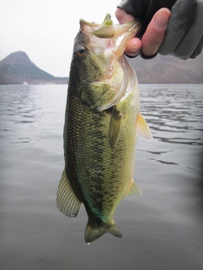 プロショップオオツカ バスフィッシング用品ネット通信販売 ブログ写真 2011/04/28