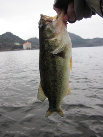 プロショップオオツカ バスフィッシング用品ネット通信販売 ブログ写真 2011/04/28