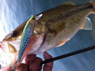 プロショップオオツカ バスフィッシング用品ネット通信販売 ブログ写真 2011/04/29