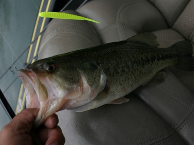 プロショップオオツカ バスフィッシング用品ネット通信販売 ブログ写真 2011/04/29