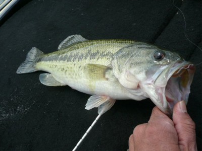 プロショップオオツカ バスフィッシング用品ネット通信販売 ブログ写真 2011/04/29