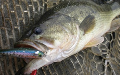 プロショップオオツカ バスフィッシング用品ネット通信販売 ブログ写真 2011/05/13