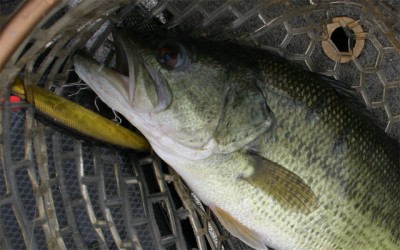 プロショップオオツカ バスフィッシング用品ネット通信販売 ブログ写真 2011/05/13