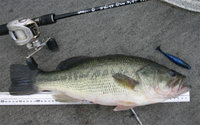 プロショップオオツカ バスフィッシング用品ネット通信販売 ブログ写真 2011/05/13