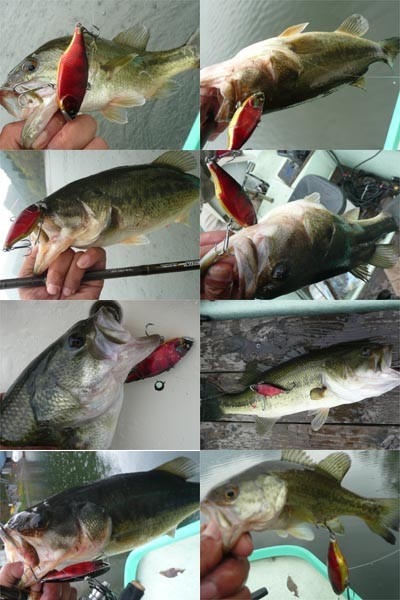 プロショップオオツカ バスフィッシング用品ネット通信販売 ブログ写真 2011/05/18