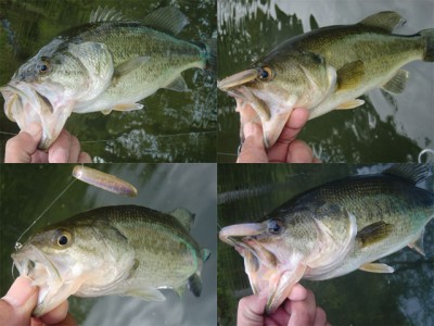 プロショップオオツカ バスフィッシング用品ネット通信販売 ブログ写真 2011/05/26