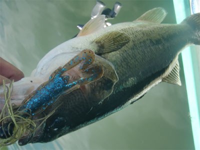 プロショップオオツカ バスフィッシング用品ネット通信販売 ブログ写真 2011/05/26