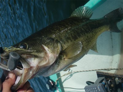 プロショップオオツカ バスフィッシング用品ネット通信販売 ブログ写真 2011/05/26