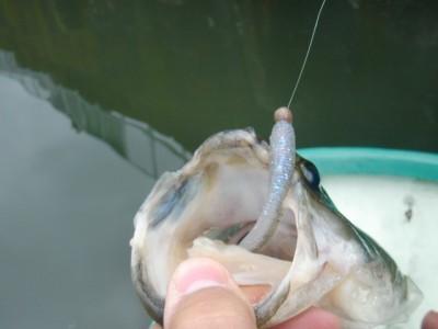 プロショップオオツカ バスフィッシング用品ネット通信販売 ブログ写真 2011/05/26