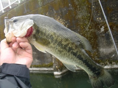 プロショップオオツカ バスフィッシング用品ネット通信販売 ブログ写真 2011/05/26