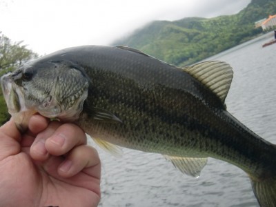 プロショップオオツカ バスフィッシング用品ネット通信販売 ブログ写真 2011/05/26