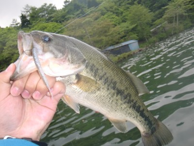 プロショップオオツカ バスフィッシング用品ネット通信販売 ブログ写真 2011/06/02