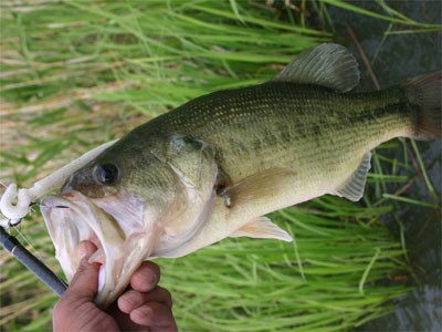 プロショップオオツカ バスフィッシング用品ネット通信販売 ブログ写真 2011/06/03