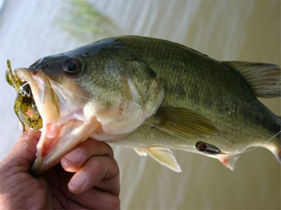 プロショップオオツカ バスフィッシング用品ネット通信販売 ブログ写真 2011/06/03