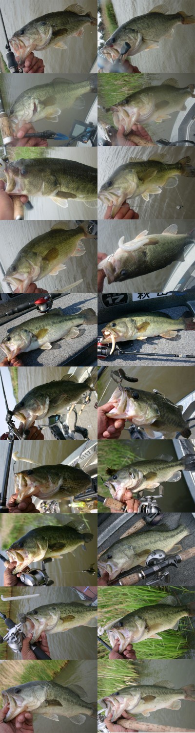 プロショップオオツカ バスフィッシング用品ネット通信販売 ブログ写真 2011/06/03