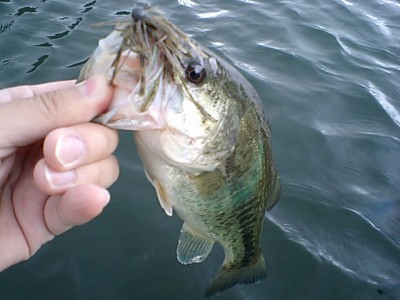 プロショップオオツカ バスフィッシング用品ネット通信販売 ブログ写真 2011/06/15