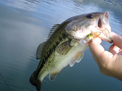 プロショップオオツカ バスフィッシング用品ネット通信販売 ブログ写真 2011/06/15