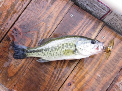 プロショップオオツカ バスフィッシング用品ネット通信販売 ブログ写真 2011/06/16