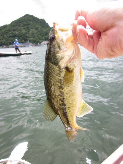 プロショップオオツカ バスフィッシング用品ネット通信販売 ブログ写真 2011/06/16