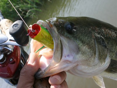 プロショップオオツカ バスフィッシング用品ネット通信販売 ブログ写真 2011/06/23